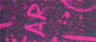 SUBMISSION PRINT